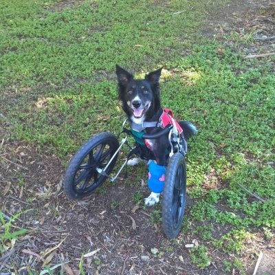 Ziggy with his customised cart.
